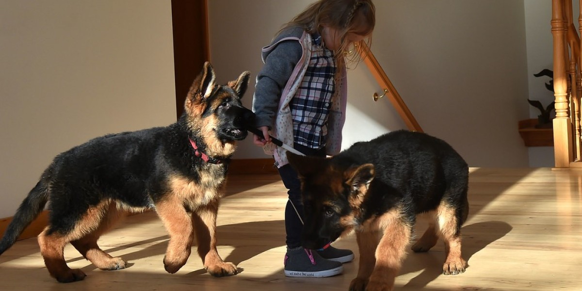 Deutscher Schäferhund Kaufen: Ein umfassender Leitfaden